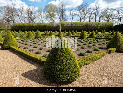 Der offizielle Cherry Garden im Ham House, Richmond upon Thames, London, Großbritannien, mit Kastenhecken und Lavendel in einem Gitter gepflanzt. Stockfoto
