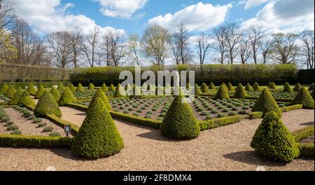 Der offizielle Cherry Garden im Ham House, Richmond upon Thames, London, Großbritannien, mit Kastenhecken und Lavendel in einem Gitter gepflanzt. Stockfoto