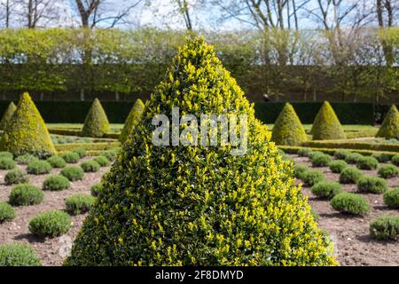 Nahaufnahme des offiziellen Cherry Garden im Ham House, Richmond upon Thames, London, Großbritannien, mit Kastenhecken und Lavendel in einem Gitter gepflanzt. Stockfoto