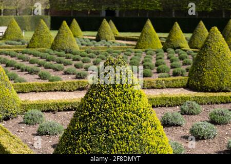 Der offizielle Cherry Garden im Ham House, Richmond upon Thames, London, Großbritannien, mit Kastenhecken und Lavendel in einem Gitter gepflanzt. Stockfoto