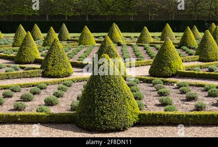 Der offizielle Cherry Garden im Ham House, Richmond upon Thames, London, Großbritannien, mit Kastenhecken und Lavendel in einem Gitter gepflanzt. Stockfoto