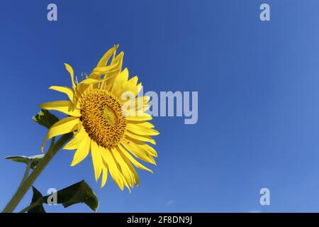 Große Sonnenblume gegen einen blauen Himmel Stockfoto