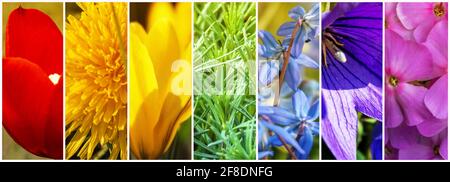 Collage aus Frühlingsblumen. Panorama. Farbpalette Rainbow. Getönt. Stockfoto