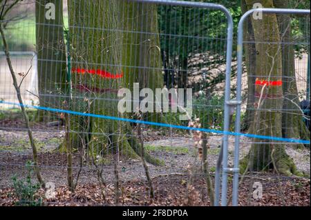 Aylesbury Valle, Großbritannien. April 2021. Bäume zum Fällen markiert. HS2 waren zurück in den alten Wäldern von Jones Hill Wood heute fällten Bäume. Umweltaktivisten, die versuchen, Jones Hill Wood zu schützen, ergreifen rechtliche Schritte gegen Natural England, das die Lizenz an HS2 Fell Jones Hill Wood erteilt hat, obwohl es seltene Barbaren Fledermäuse im Holz hat. Die umstrittene und massiv über den Budget verfegte High Speed 2-Bahnverbindung von London nach Birmingham macht eine riesige Narbe über die Chilterns, die eine AONB ist. Quelle: Maureen McLean/Alamy Stockfoto