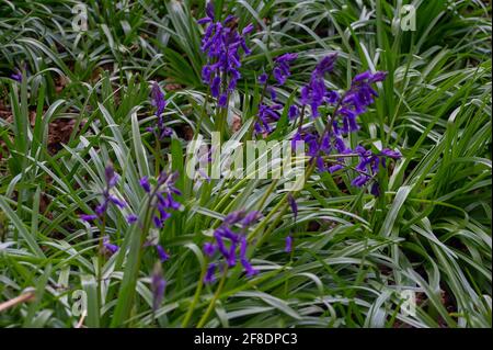 Aylesbury Valle, Großbritannien. April 2021. Wunderschöne Bluebells beginnen, den Waldboden von Jones Hill Wood zu verschöneren. HS2 waren zurück in den alten Wäldern von Jones Hill Wood heute fällten Bäume. Umweltaktivisten, die versuchen, Jones Hill Wood zu schützen, ergreifen rechtliche Schritte gegen Natural England, das die Lizenz an HS2 Fell Jones Hill Wood erteilt hat, obwohl es seltene Barbaren Fledermäuse im Holz hat. Die umstrittene und massiv über den Budget verfegte High Speed 2-Bahnverbindung von London nach Birmingham macht eine riesige Narbe über die Chilterns, die eine AONB ist. Quelle: Maureen McLean/Alamy Stockfoto