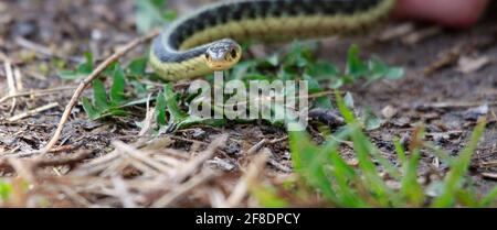 Ostgarter-Schlange (T. s. parietalis), fotografiert in Ontario, Kanada Stockfoto