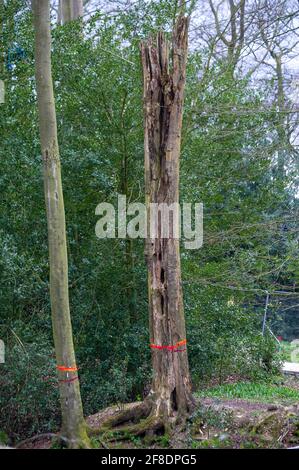 Aylesbury Valle, Großbritannien. April 2021. Bäume, die durch HS2 zum Fällen markiert sind. HS2 waren zurück in den alten Wäldern von Jones Hill Wood heute fällten Bäume. Umweltaktivisten, die versuchen, Jones Hill Wood zu schützen, ergreifen rechtliche Schritte gegen Natural England, das die Lizenz an HS2 Fell Jones Hill Wood erteilt hat, obwohl es seltene Barbaren Fledermäuse im Holz hat. Die umstrittene und massiv über den Budget verfegte High Speed 2-Bahnverbindung von London nach Birmingham macht eine riesige Narbe über die Chilterns, die eine AONB ist. Quelle: Maureen McLean/Alamy Stockfoto