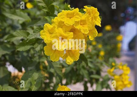 Tecoma stans (gelbe Glocken) blühende Blüten auf einem Ast Stockfoto