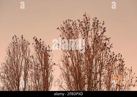 Schwarm von Krähen, die auf den Gipfeln eines trockenen Baumes thront Stockfoto