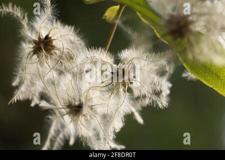 Clematis vitalba - Evergreen clematis (Auch bekannt als Bart des alten Mannes und Freude des Reisenden) Ist ein Strauch der Familie Ranunculaceae Stockfoto