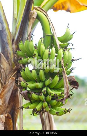 Haufen grüner Bananen auf dem Baum Stockfoto