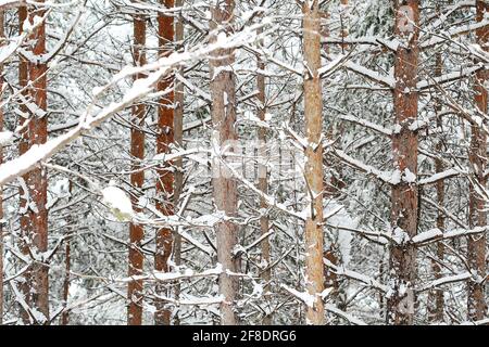 Schnee auf Kiefernästen Stockfoto