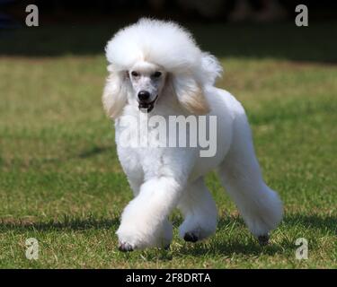 Zwergpudel Stockfoto