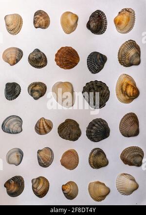 Lots of different seashells on white background Stockfoto