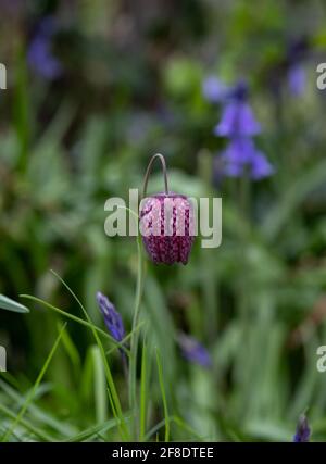 In Richmond, London, Großbritannien, wachsen im Gras wild karierte Schlangenkopf-Fritillarienblumen. Fotografiert Mitte April. Stockfoto