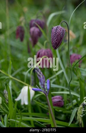 In Richmond, London, Großbritannien, wachsen im Gras wild karierte Schlangenkopf-Fritillarienblumen. Fotografiert Mitte April. Stockfoto