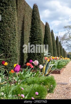 Gepflegte Eibenhecke mit Tulpen im Garten des National Trust Ham House, Richmond upon Thames, London, Großbritannien Stockfoto