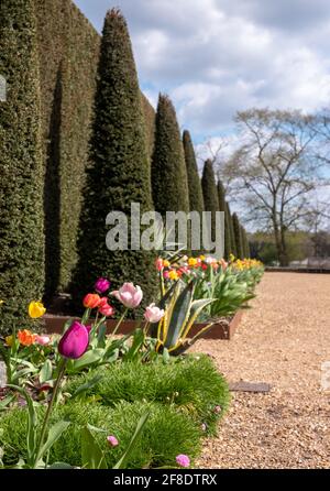 Gepflegte Eibenhecke mit Tulpen im Garten des National Trust Ham House, Richmond upon Thames, London, Großbritannien Stockfoto