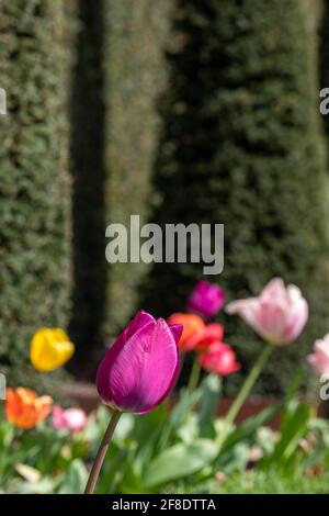 Gepflegte Eibenhecke mit Tulpen im Garten des National Trust Ham House, Richmond upon Thames, London, Großbritannien Stockfoto