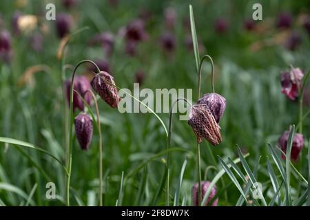 In Richmond, London, Großbritannien, wachsen im Gras wild karierte Schlangenkopf-Fritillarienblumen. Fotografiert Mitte April. Stockfoto