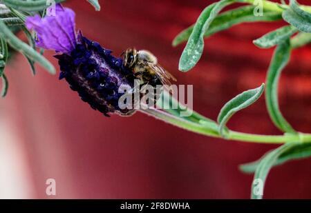 Eine Hummel, die sich mit einem spanischen Lavendel ernährt Stockfoto