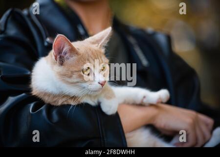 Ein Nahaufnahme-Porträt eines rothaarigen Kätzchens, das von einem Mann in einer schwarzen Lederjacke umarmt wird. Stockfoto