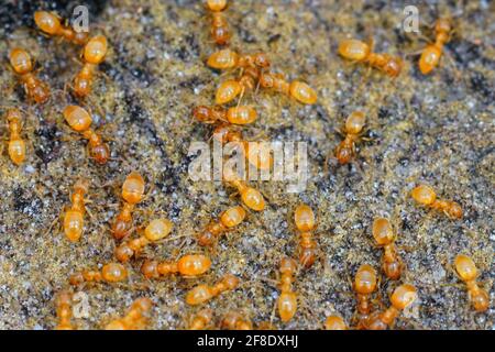 Nahaufnahme einer Ansammlung von gelben Wiesenameisen, Lasius flavus Stockfoto