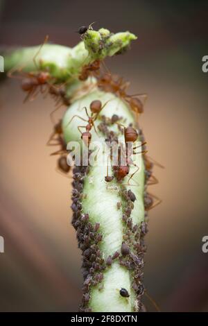 Die rote Stierameise (Myrmecia gulosa) - auch bekannt als die riesige Bullenamse oder "hoppy joe' (Arten von Bulldogenameise aus der Gattung Myrmecia) Stockfoto