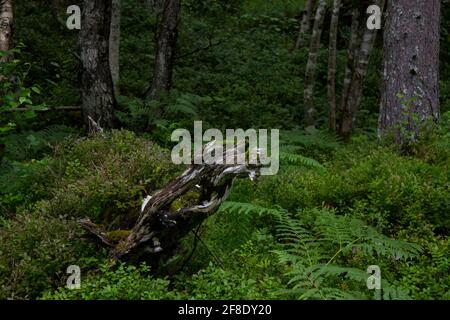 Blick von einer kurzen Waldwanderung. Stockfoto