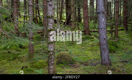 Blick von einer kurzen Waldwanderung. Stockfoto