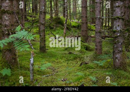 Blick von einer kurzen Waldwanderung. Stockfoto