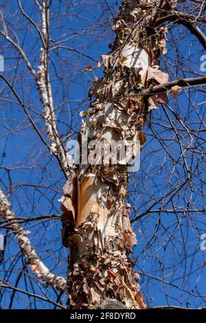Dieses Bild zeigt eine Nahaufnahme der Struktur einer attraktiven zerrissenen und abblätternden Rinde auf einem Stamm einer Flussbirke (betula nigra) mit blauem Himmel Stockfoto