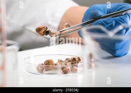 Magische Pilze im Labor. Psilocybin Wissenschaft und Forschung. Person, die Pilze untersucht. Stockfoto