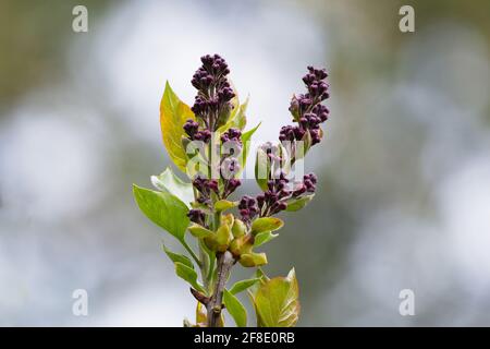 Syringa vulgaris L. Knospen eines Flieders im Frühjahr Stockfoto