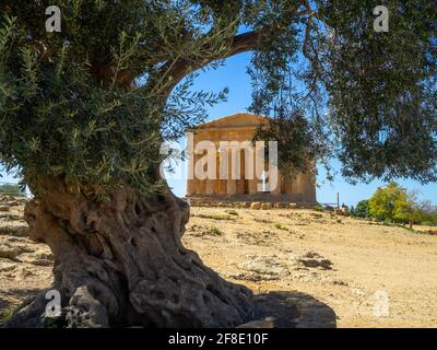 Ein alter Olivenbaum von Temple of Concordia in Valle Dei Templi Stockfoto