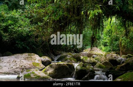 Tropische Regenwaldlandschaft in Brasilien Stockfoto
