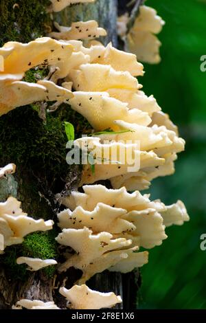 Exotische Pilzpilze, die auf einem Baum im brasilianischen Regenwald wachsen Stockfoto