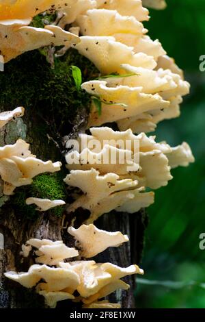 Exotische Pilzpilze, die auf einem Baum im brasilianischen Regenwald wachsen Stockfoto