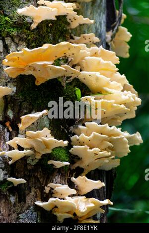 Exotische Pilzpilze, die auf einem Baum im brasilianischen Regenwald wachsen Stockfoto