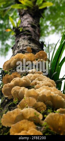 Exotische Pilzpilze, die auf einem Baum im brasilianischen Regenwald wachsen Stockfoto