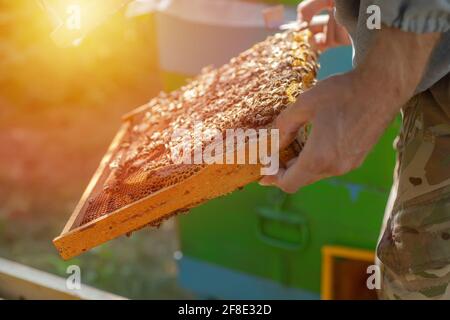 Inspektion von Bienenfamilien auf Bienenhaus im Frühjahr Bienenzucht-Konzept. Weichfokus. Stockfoto