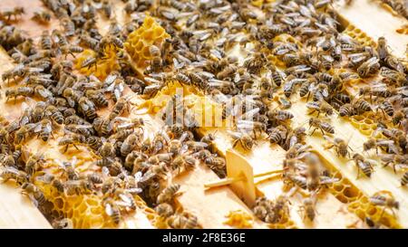 Inspektion von Bienenfamilien auf Bienenhaus im Frühjahr Bienenzucht-Konzept. Weichfokus. Stockfoto