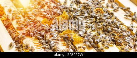 Inspektion von Bienenfamilien auf Bienenhaus im Frühjahr Bienenzucht-Konzept. Weichfokus. Stockfoto