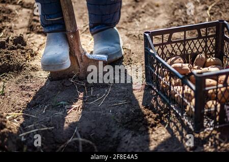 Farmer Mann Boot auf Spaten bereiten für das Graben. Box mit Kartoffeln zum Pflanzen. Gekeimtes Potatoe mit Augen, Augapfel, Knospe erschienen. Chitting Solanum tubero Stockfoto