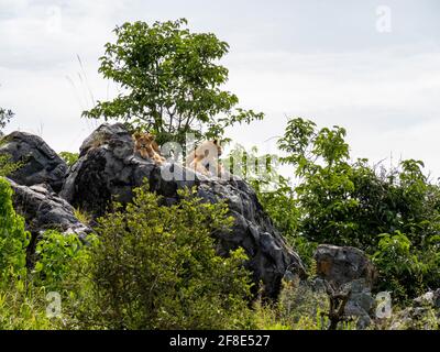 Serengeti-Nationalpark, Tansania, Afrika - 29. Februar 2020: Löwenjungen auf Felsen, die die Sonne genießen Stockfoto