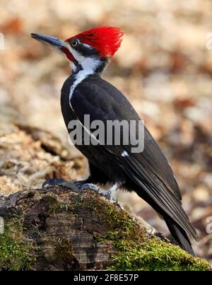 Pileated Specht Portrait sitzt auf einem Baumstamm in den Wald, Quebec, Kanada Stockfoto