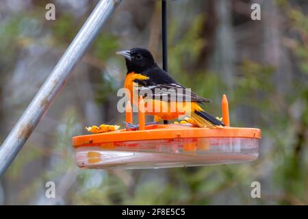 Männlicher Baltimore-Oriol auf einem Oriol-Vogelfutterhäuschen - hell Orange Bird - Presqu'ile Provincial Park Stockfoto