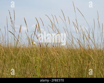 Serengeti-Nationalpark, Tansania, Afrika - 29. Februar 2020: Nahaufnahme des hohen serengeti-Grases Stockfoto