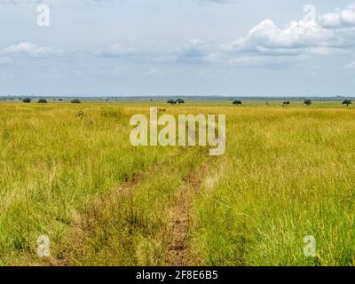 Serengeti-Nationalpark, Tansania, Afrika - 29. Februar 2020: Jeep-Pfad durch hohes Gras der Serengeti Stockfoto