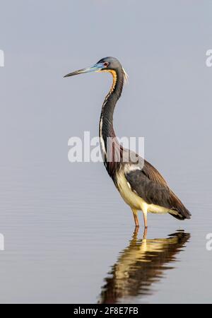 Dreireiher (Egretta tricolor) Porträt im Gezeitenmarsch, Galveston, Texas, USA. Stockfoto